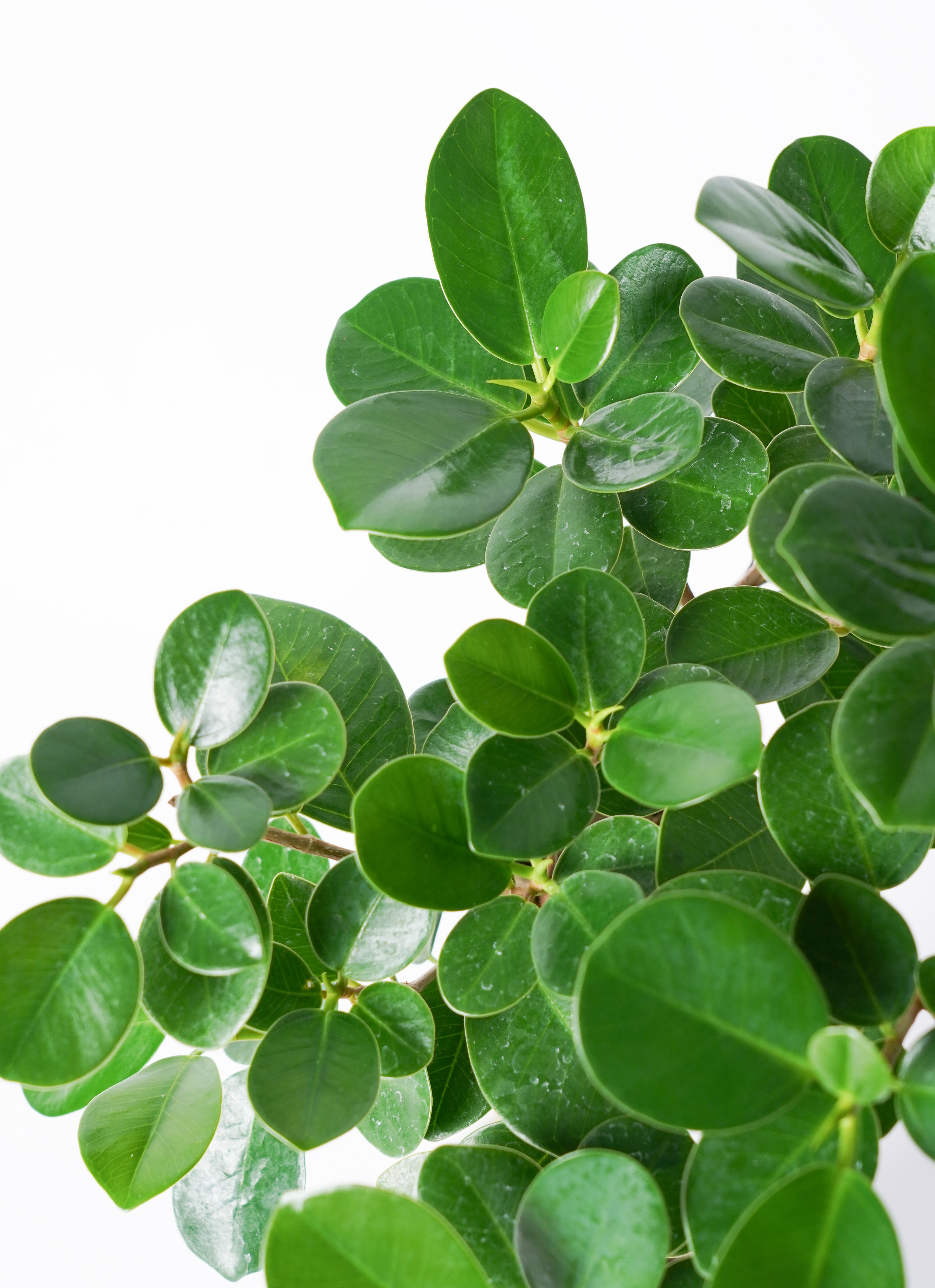 観葉植物 ガジュマル 6号 パンダ 朴仕立て プラスチック鉢 | 観葉植物