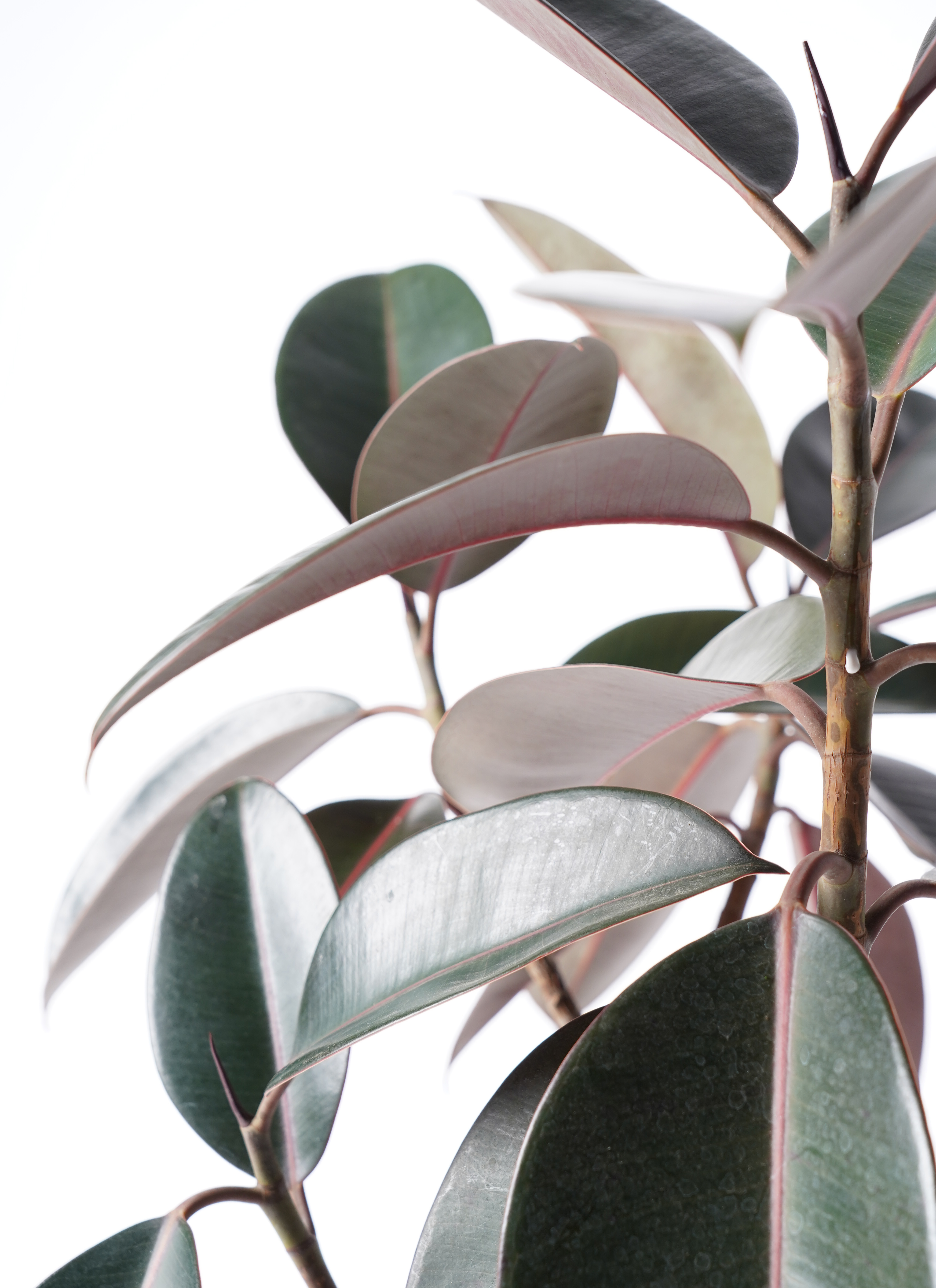 観葉植物 フィカス バーガンディ 6号 曲り エステリ ブラック 付き