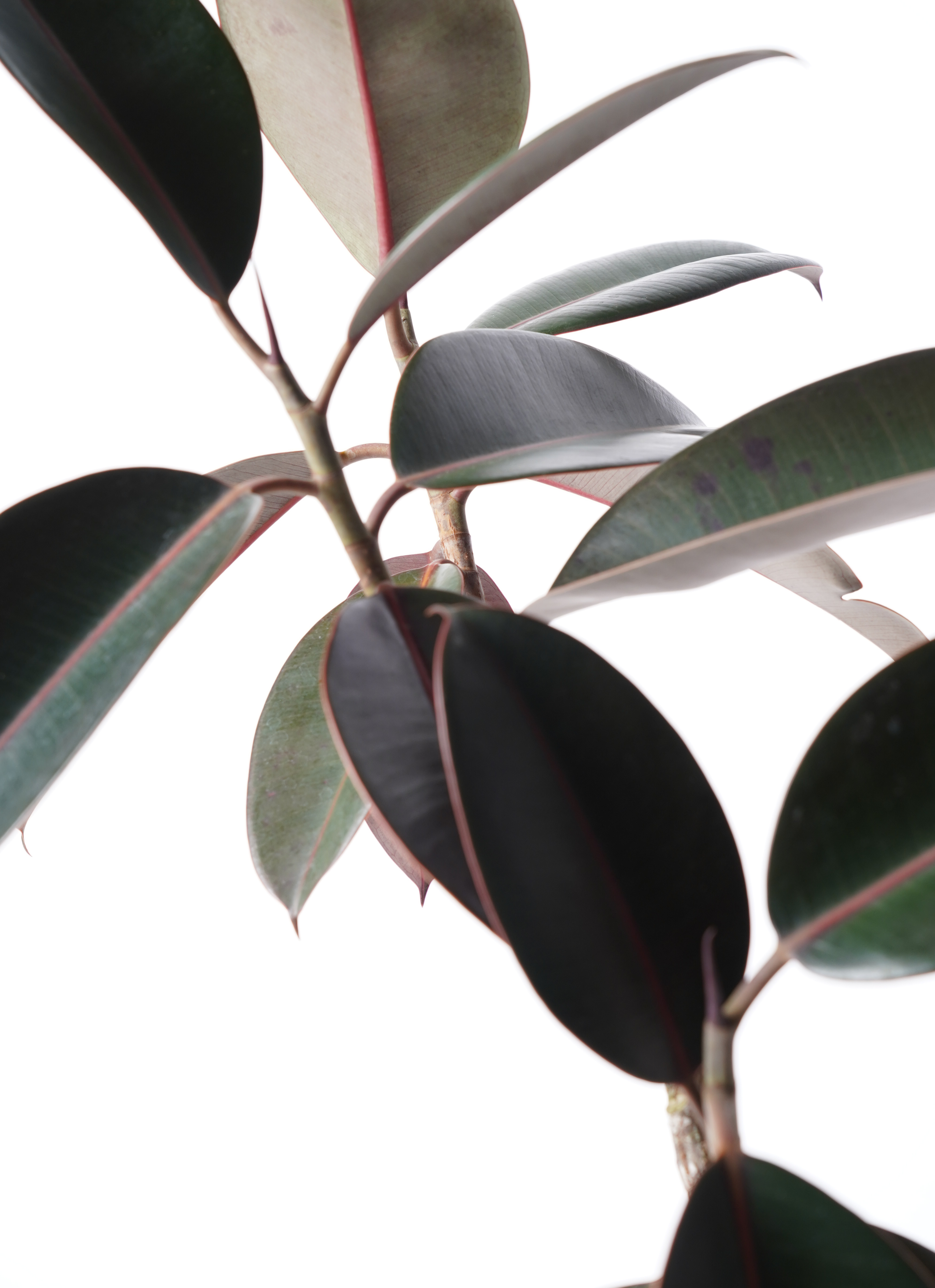 観葉植物 フィカス バーガンディ 6号 曲り プラスチック鉢 | 観葉植物
