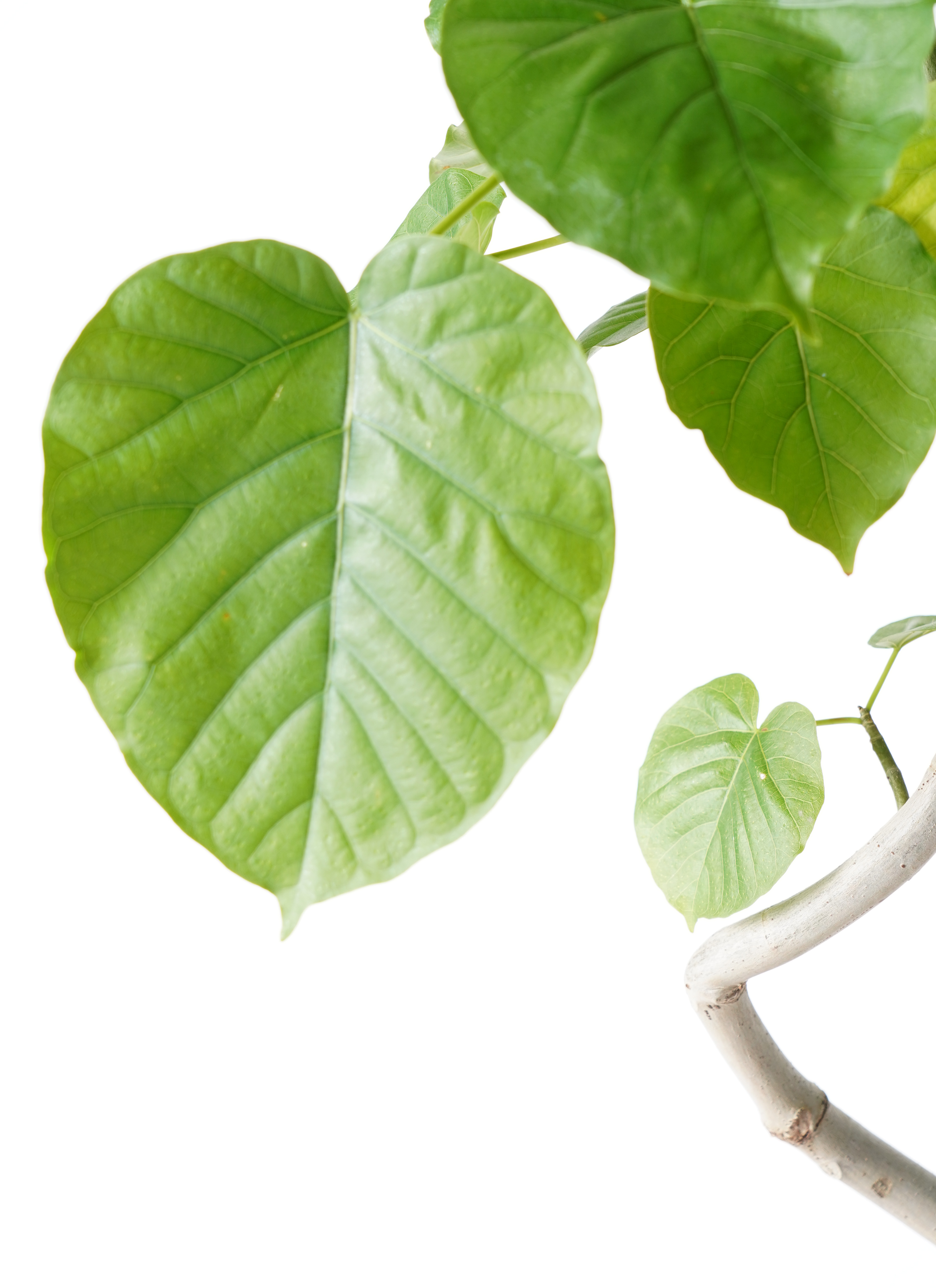 【植物らばー】 観葉植物 フィカス ウンベラータ 6号 曲り ラヴァライト トール
