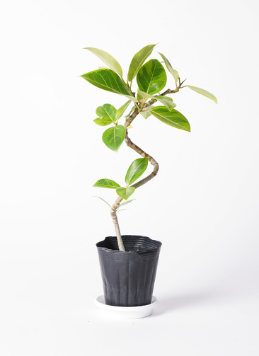 ficus-altissima-1153_1.jpg?