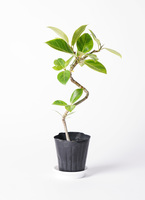 ficus-altissima-1153_1.jpg?