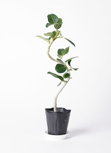 フィカス　ベンガレンシス4 ficus-benghalensis-814_1.jpg?