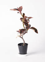 ficus-ruby-131_1.jpg?1705653871