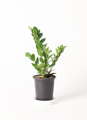 zamioculcas-1_1.jpg?1705653877