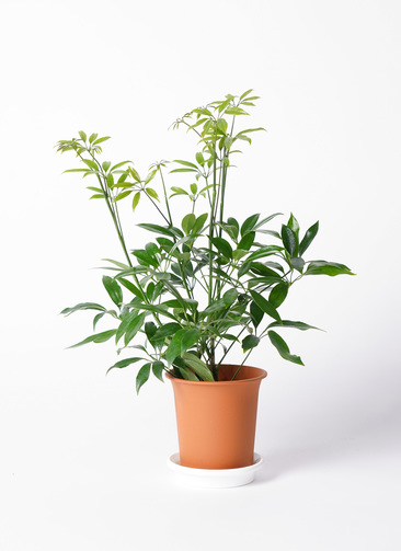 観葉植物 シェフレラ 4号 コンパクタ プラスチック鉢 | 観葉植物なら