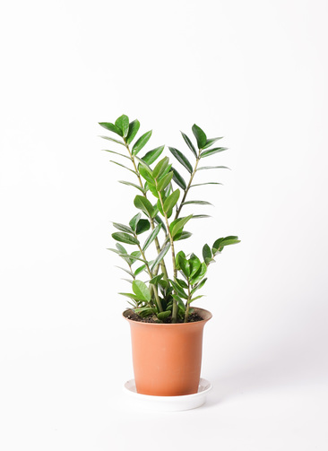 観葉植物 ザミオクルカス 6号 プラスチック鉢 | 観葉植物ならHitoHana