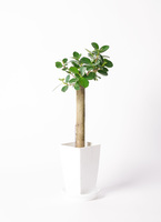 観葉植物 ガジュマル 6号 パンダ 朴仕立て プラスチック鉢 | 観葉植物