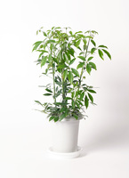 シェフレラ・コンパクタ　UNERI インテリアスタイル シェフレラ コンパクタ | 観葉植物ならHitohana（ひとはな）