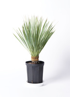 ユッカロストラータ ユッカ ロストラータ Yucca rostrata 20210806 | SPG 'for sale'