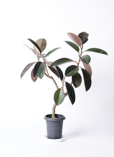 観葉植物 フィカス バーガンディ 6号 曲り プラスチック鉢 | 観葉植物