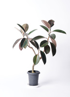 観葉植物 フィカス バーガンディ 6号 曲り プラスチック鉢 | 観葉植物