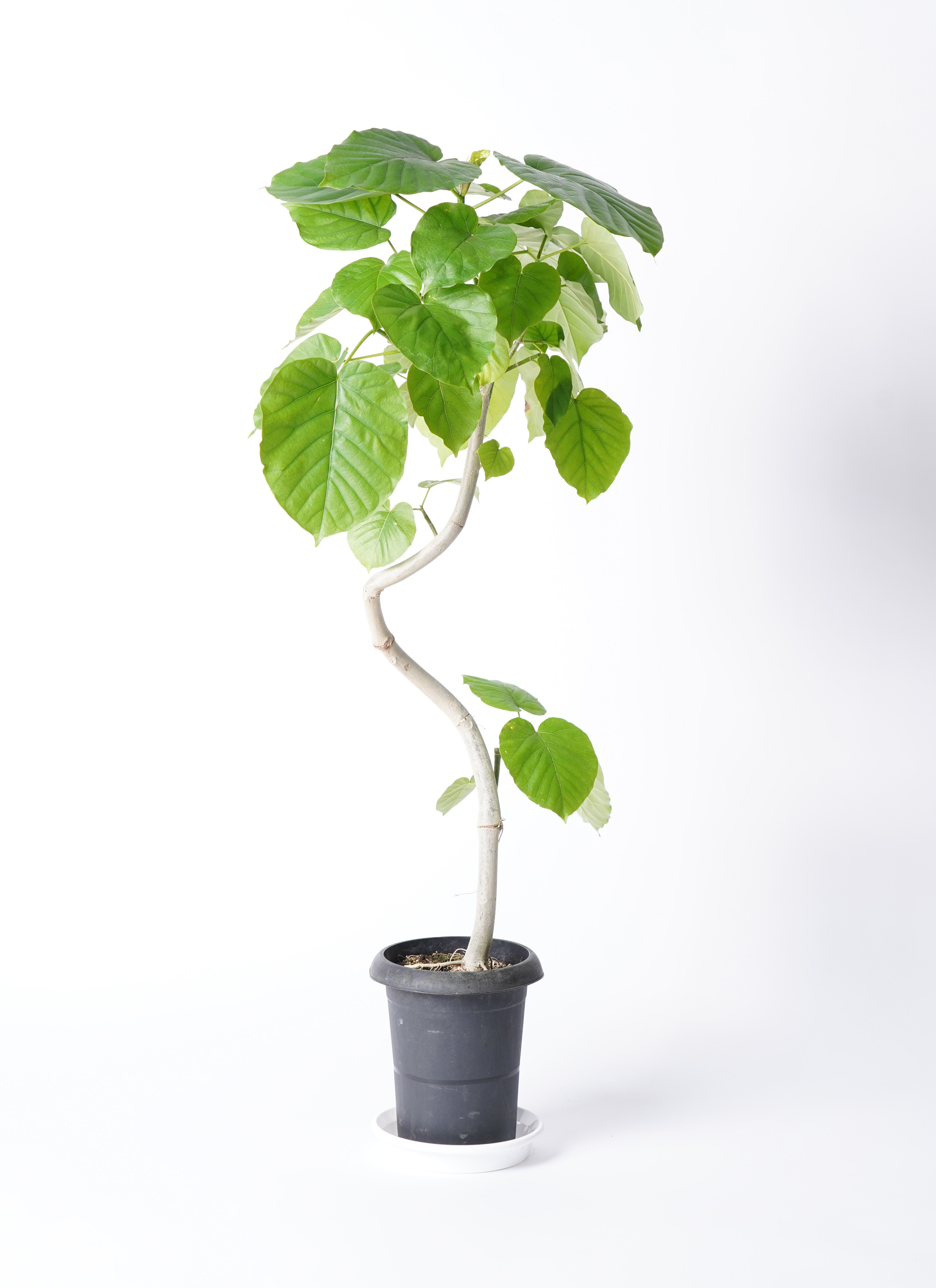 【植物らばー】 フィカス・ベンガレンシス-124 ラヴァライト鉢植え（トール