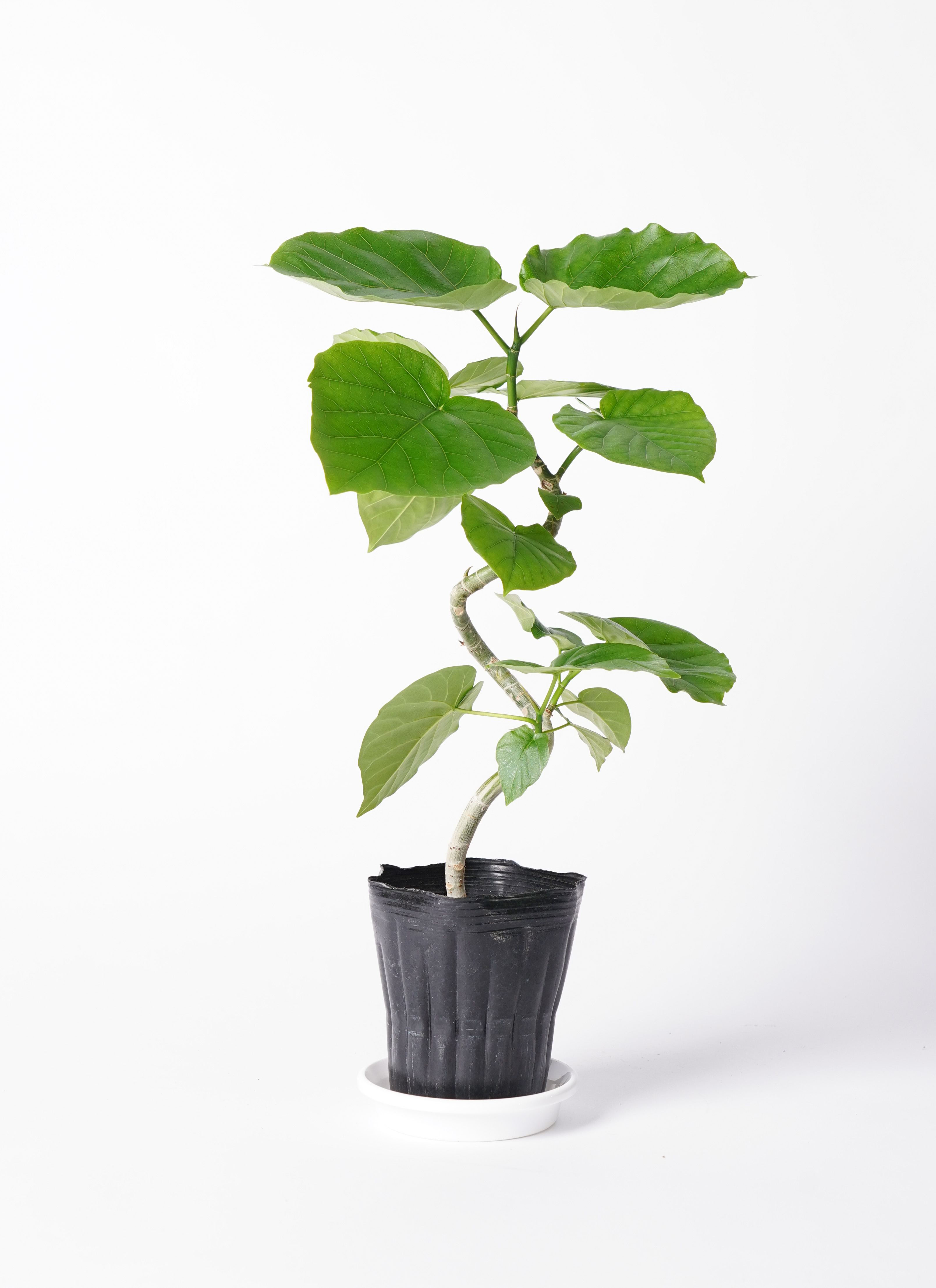 Amazon｜LAND PLANTS 観葉植物 ウンベラータ 白色 プラスチック