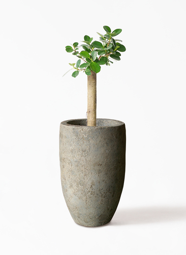 観葉植物 ガジュマル 6号 パンダ 朴仕立て Sheer Pot (シアー
