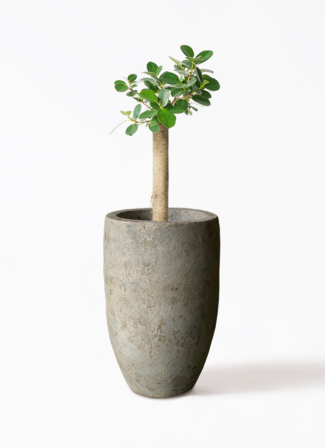 パンダ　ガジュマル　6 ガジュマル：パンダガジュマル 6号鉢植え* の通販 | 園芸ネット