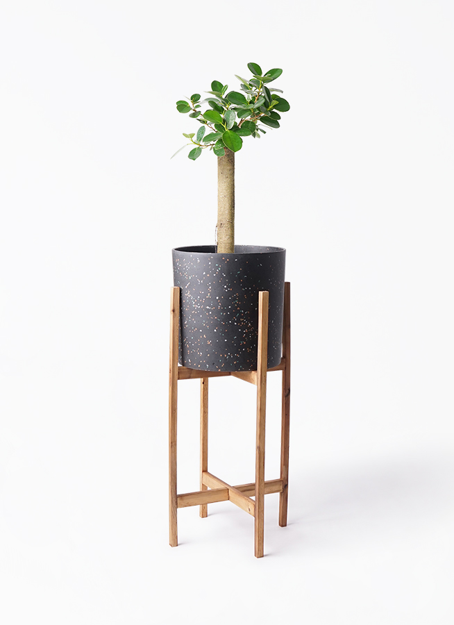 観葉植物 ガジュマル 6号 パンダ 朴仕立て ホルスト シリンダー