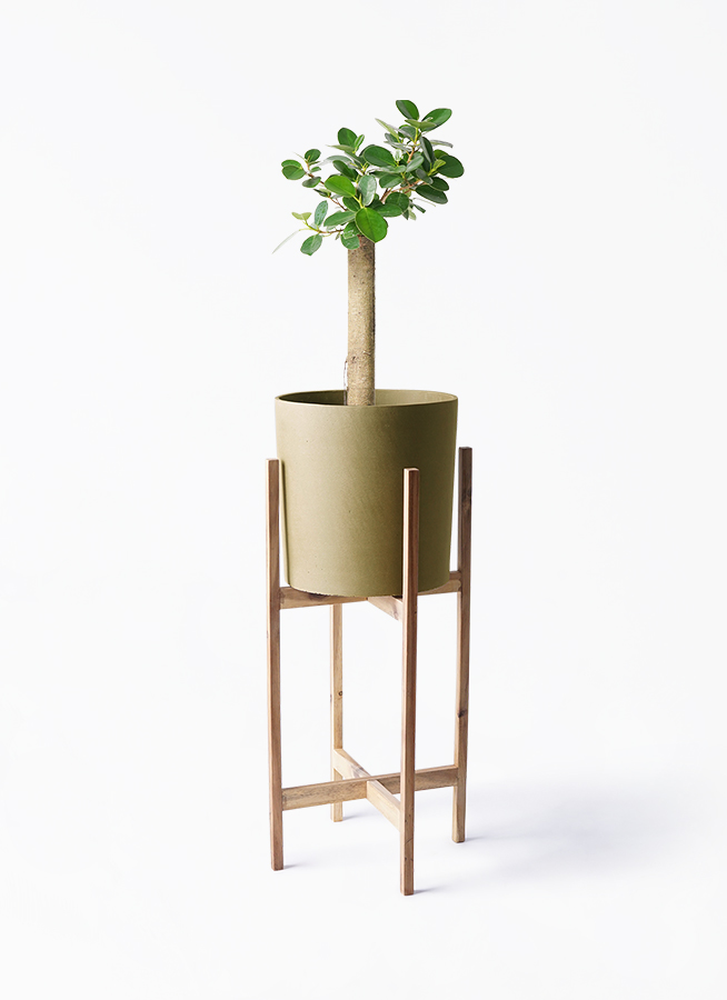 観葉植物 ガジュマル 6号 パンダ 朴仕立て プラスチック鉢 | 観葉植物