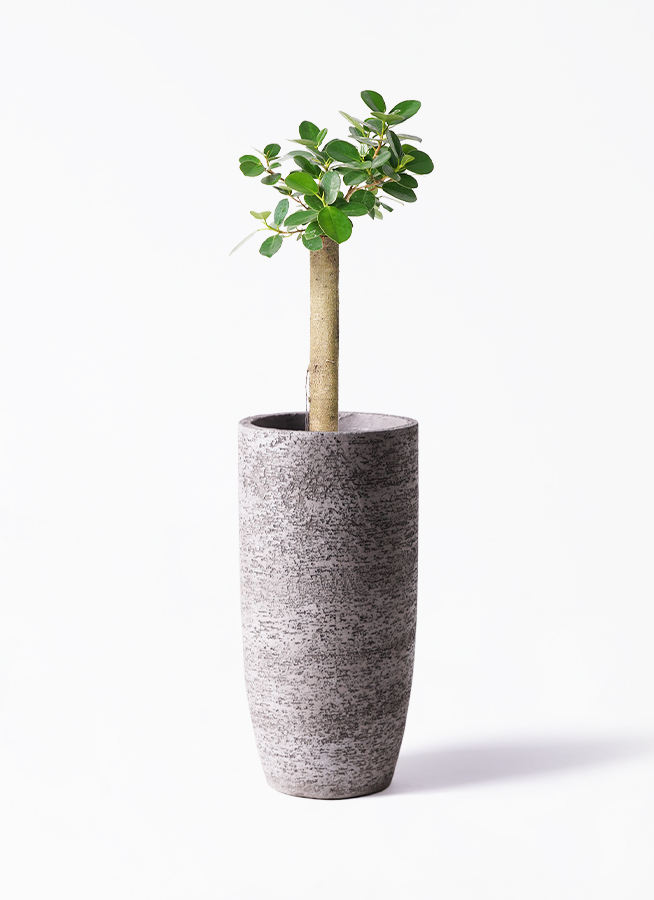 【新品未開封・送料無料】 朴仕立て パンダ 6号 ガジュマル 観葉植物 Vibes Pot Fold 文学・小説