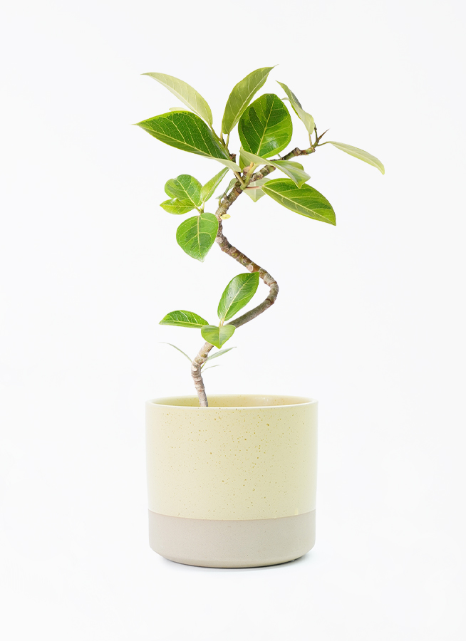 直接お引取■フィカス・アルテシマアルテシーマ/観葉植物/高さ200cm■8月購入 観葉植物 フィカス アルテシーマ 4号 曲り ハンネ 16 Y イエロー 付き