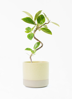 ficus-altissima-1250_1.jpg?