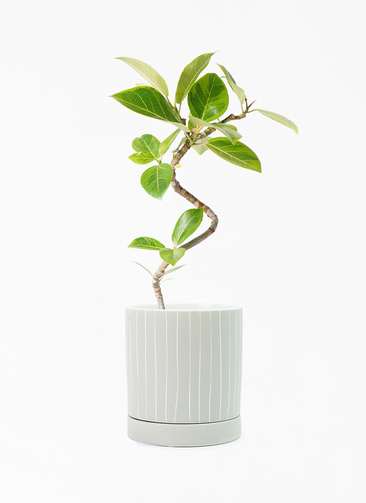 観葉植物 フィカス アルテシーマ 4号 曲り ドリス 16 B ベージュ