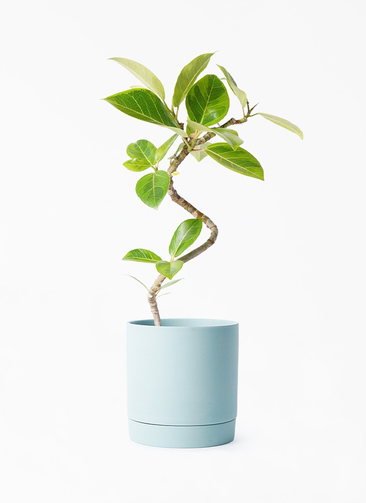 観葉植物 フィカス アルテシーマ 4号 曲り リア 青緑 M 付き | 観葉