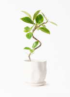 ficus-altissima-1239_1.jpg?