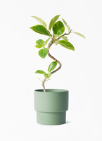 【観葉植物】フィカス・アルテシーマ フィカス・アルテシーマ S | 観葉植物の通販 AND PLANTS (アンドプランツ)