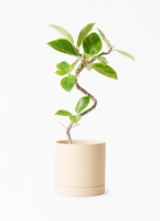 観葉植物 フィカス アルテシーマ 4号 曲り ルーツ 15 L ベージュ 付き