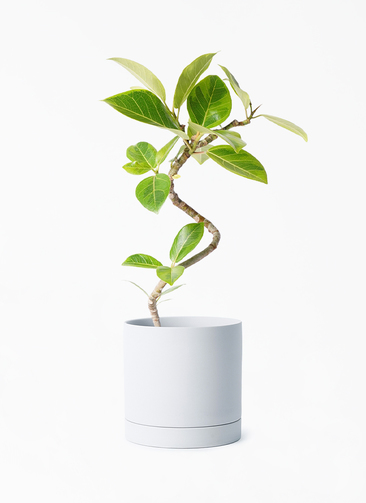 ficus-altissima-1233_1.jpg?