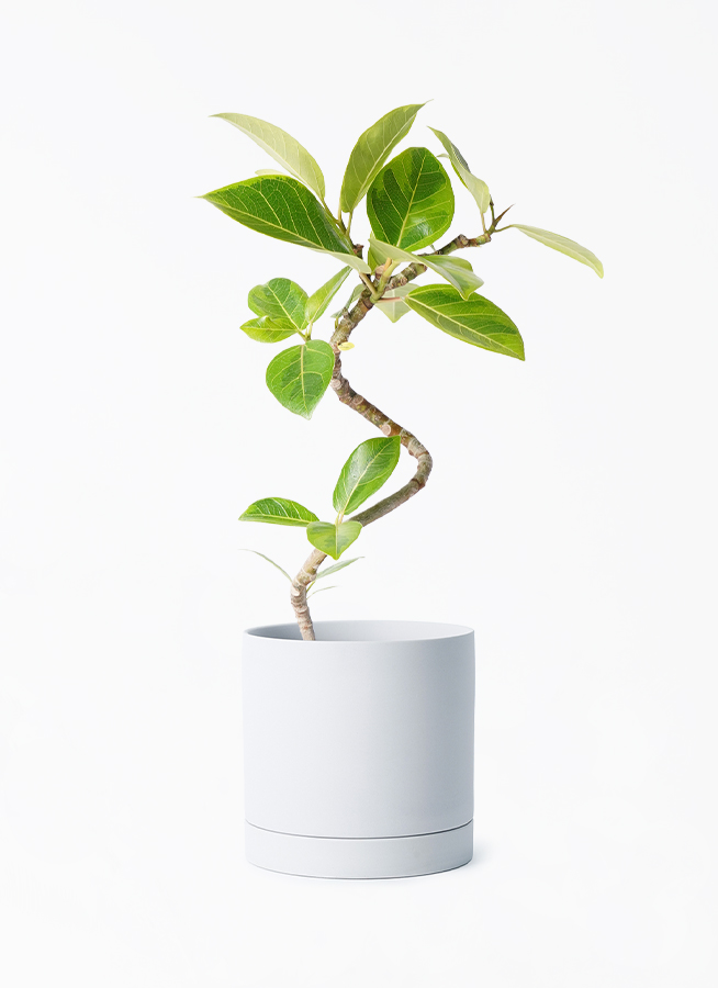 フィカス•シーマ♪ 110cm ボリューム感◎ ficus-altissima-1233_1.jpg?