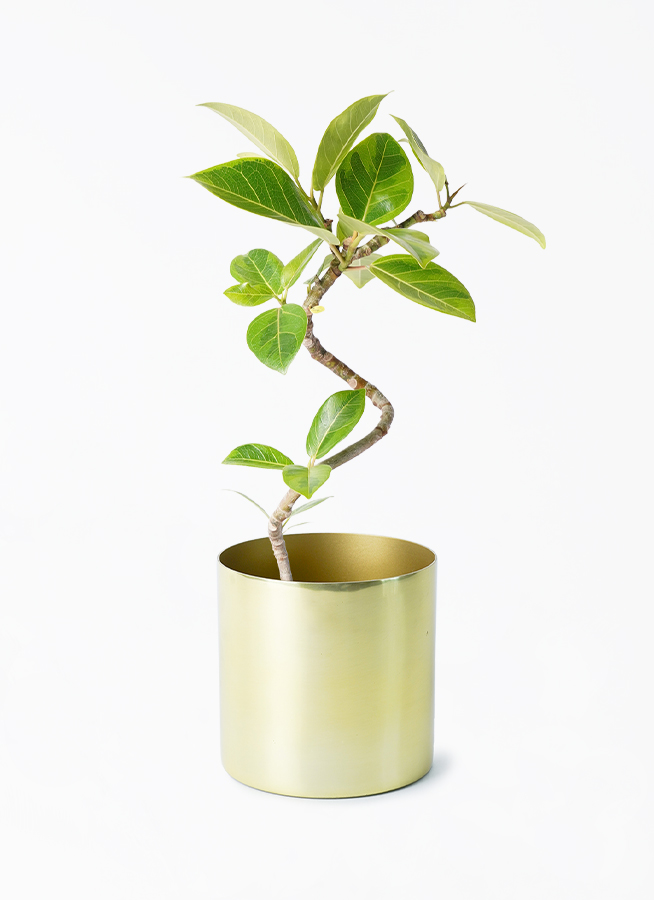 ficus-altissima-1228_1.jpg?