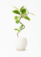 ficus-altissima-1218_1.jpg?