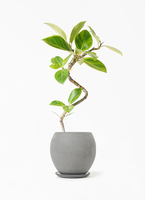 観葉植物 フィカス アルテシーマ 4号 曲り ルーツ 15 H グレー 付き