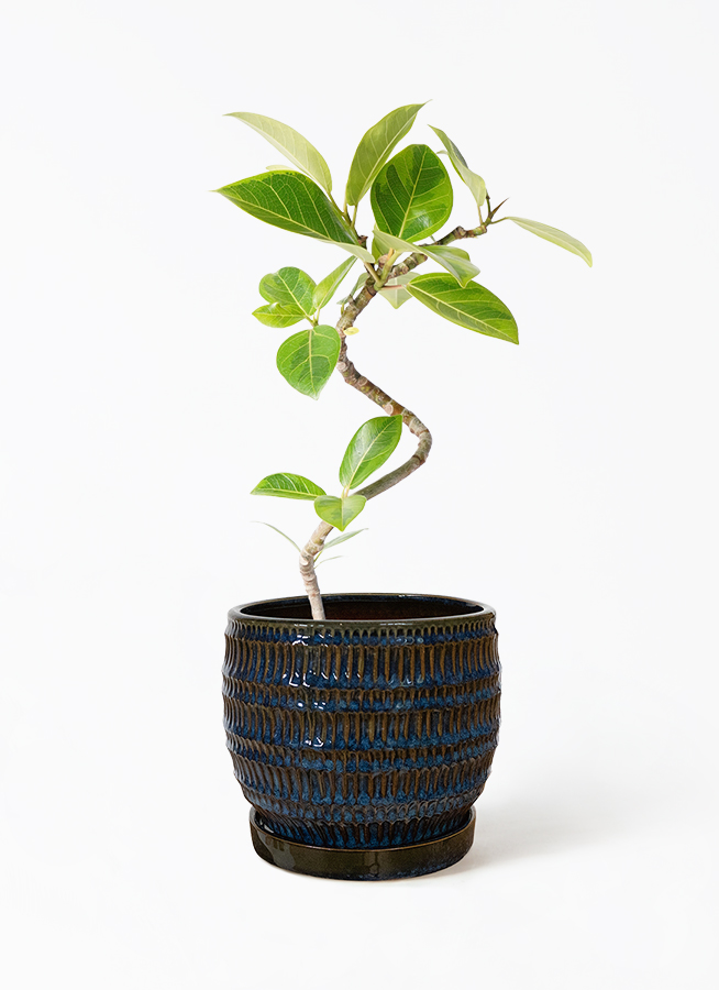 観葉植物 フィカス アルテシーマ 4号 曲り プラスチック鉢