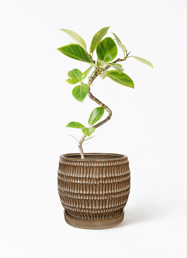 観葉植物 フィカス アルテシーマ 4号 曲り ハンネ 16 Y イエロー 付き