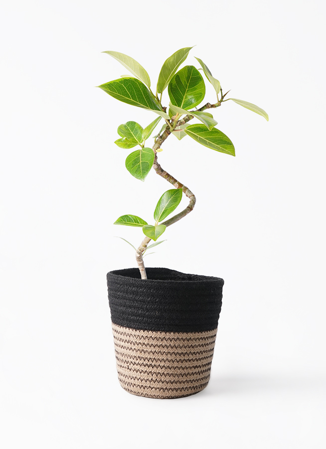 フィカス　アルテシマ　4 フィカス：アルテシマ 4号鉢植え の通販 | 園芸ネット