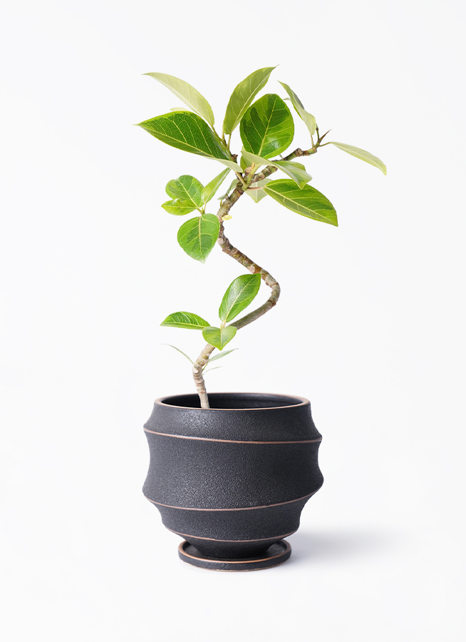 【現品】フィカス・アルテシーマ　6号　曲がり　黒鉢　（20） 観葉植物 フィカス アルテシーマ アルテシマゴム らせん曲がり