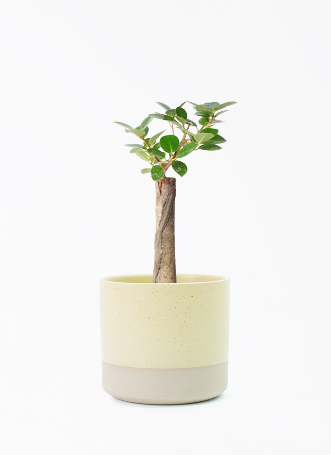 chinese-banyan-panda-150_1.jpg