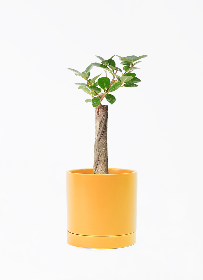 chinese-banyan-panda-143_1.jpg