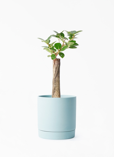 観葉植物 ガジュマル 4号 パンダ 朴仕立て リア 青緑 M 付き | 観葉