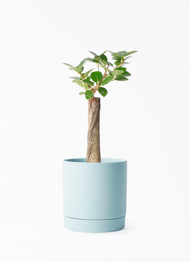 chinese-banyan-panda-141_1.jpg