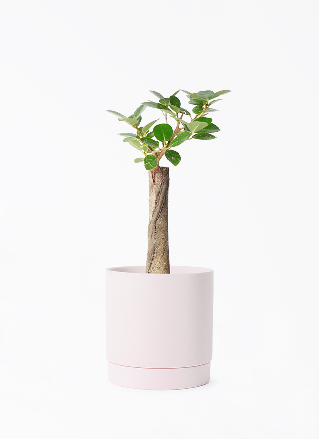 chinese-banyan-panda-142_1.jpg
