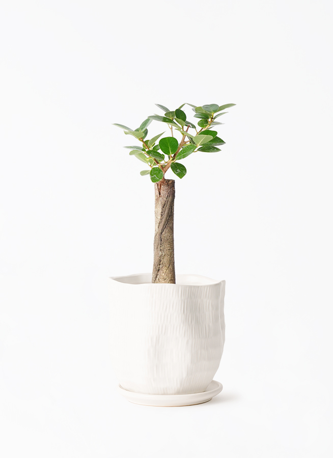 観葉植物 ガジュマル 4号 パンダ 朴仕立て ハピ 白 L 付き