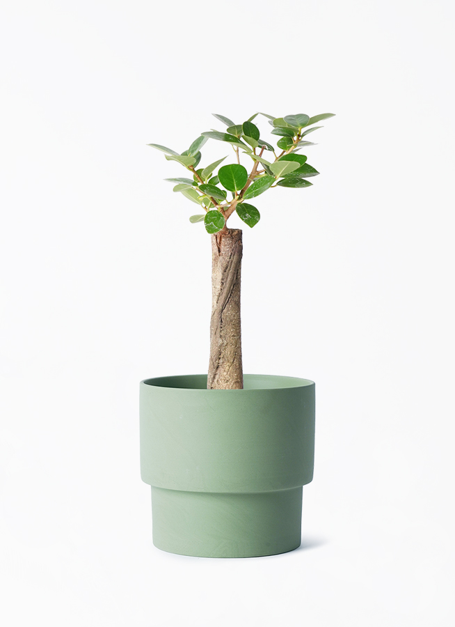 chinese-banyan-panda-137_1.jpg