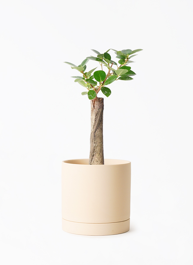 chinese-banyan-panda-135_1.jpg