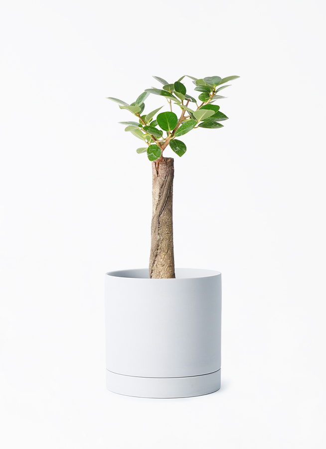 chinese-banyan-panda-133_1.jpg