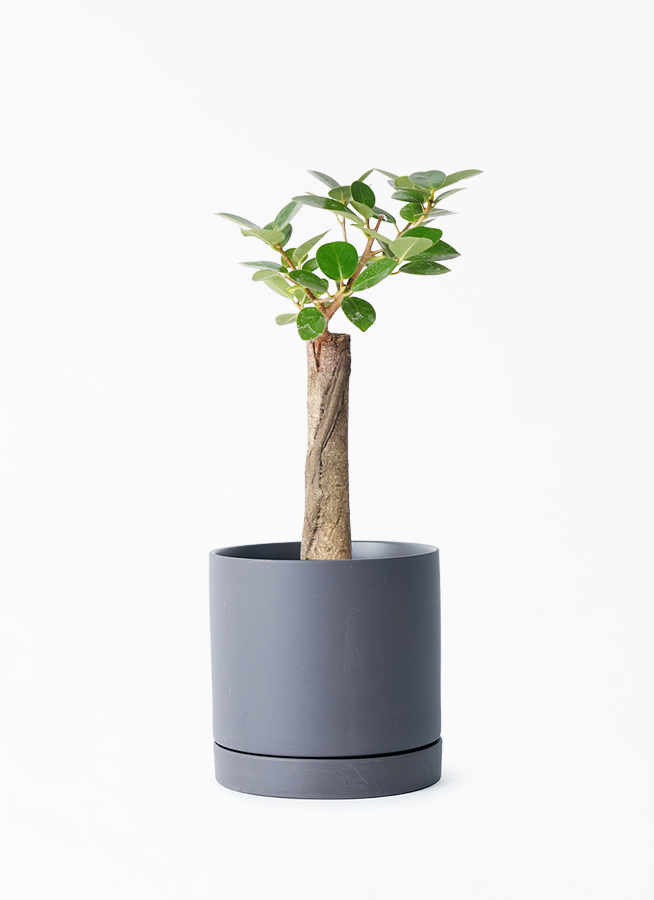 chinese-banyan-panda-134_1.jpg