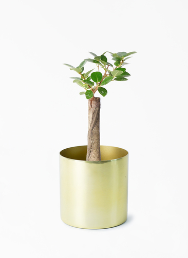 か*な様 【おもしろ株/300円スタート】パンダガジュマル 斑入り 葉挿し 観葉植物 ガジュマル 4号 パンダ 朴仕立て インナ 15 G 付き